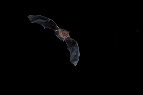 Common pipistrelle (Pipistrellus pipistrellus) hunting for insects at night, Brandenburg, Germany,