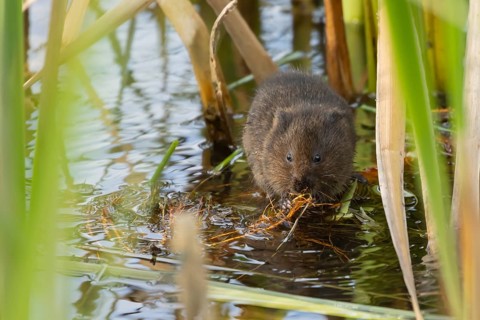 Water vole (Arvicola amphibius) adult animal eating pond weed in a lake in the summer, Suffolk,