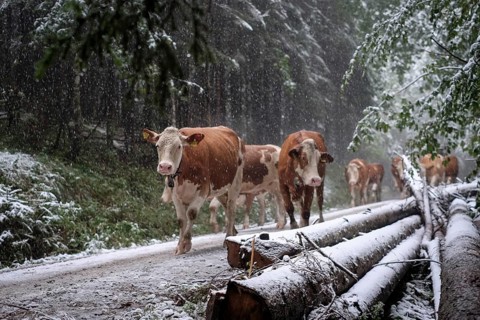 Winter onset, mountains, cows, cattle drive, weather, snow, forest road, alpine pasture, September,