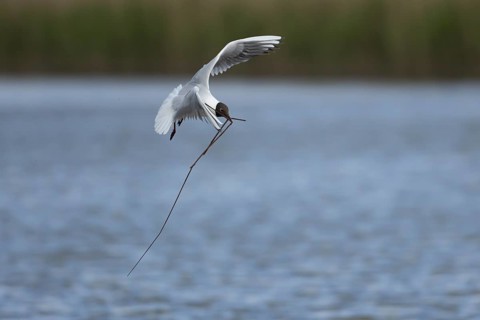 Black headed gull (Chroicocephalus ridibundus) adult bird in flight with nesting material in its