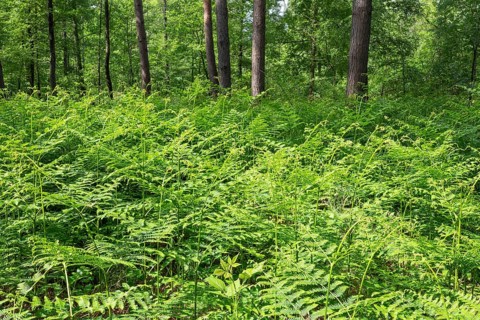 Bracken fern (Pteridium aquilinum) in spring, Lower Saxony, Germany, Europe