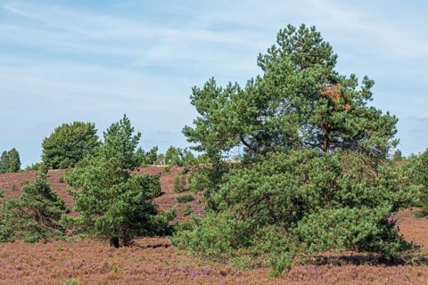 Heather blossom, trees, pine, Wilseder Berg near Wilsede, Bispingen, Lüneburg Heath, Lower Saxony,
