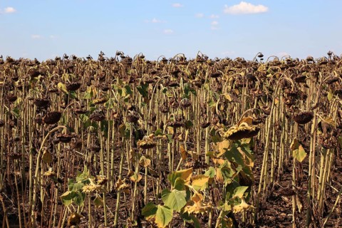 Romania, sunflower fields near Giurgiu in the south of the country, sunflowers ripe for harvesting,