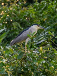Black crowned Night Heron (Nycticorax nycticorax), Corixo do Cerrado, Pantanal, Brazil, South