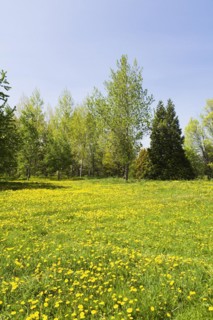 Green grass field with yellow Taraxacum, Dandelion flowers bordered by deciduous and evergreen