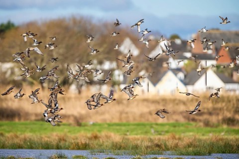 Eurasian Wigeon, (Mareca penelope) birds in flight over marshes