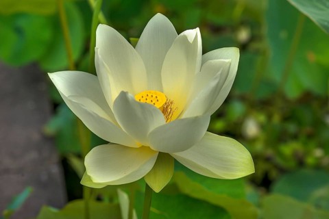 Lotus (Nelumbo), Botanical Garden, Erlangen, Middle Franconia, Bavaria, Germany, Europe