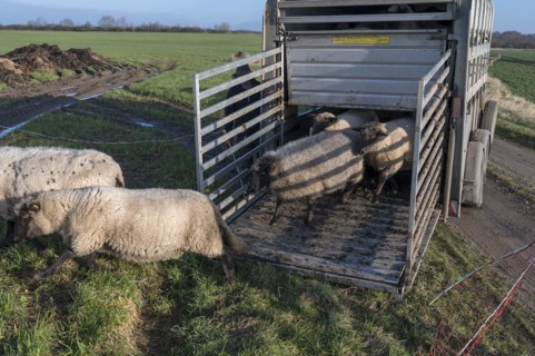 Black-headed domestic sheep (Ovis gmelini aries) run from the trailer to the pasture,