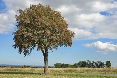 Deciduous tree, rowan (Sorbus aria) with fruit, solitary tree, blue cloudy sky, North