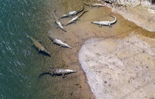 American crocodile (Crocodylus acutus) swimming in the water, from above, Rio Tarcoles, Carara