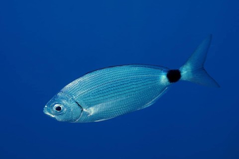 A single silvery fish, ribbon bream (Oblada melanura), swims in the blue ocean. Dive site Giens