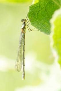 The Common Winter Damselfly (Sympecma fusca), dragonfly