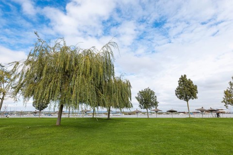 Green park landscape with willow trees and blue sky with clouds, Rust, Burgenland, Austria, Europe
