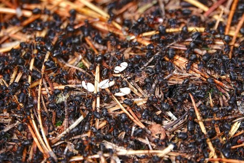 Black garden ant, October, Saxony, Germany, Europe