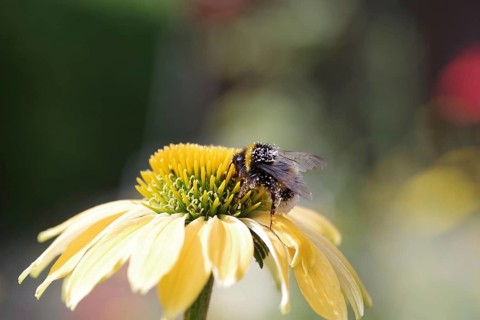 Bumblebee (Bombus), insect, coneflower, pollen, yellow, The bumblebee on the flower of the