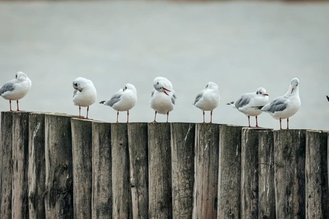 Group of seagulls (Larinae) on wooden poles in a quiet scene, Lake Neusiedl, Burgenland, Austria,
