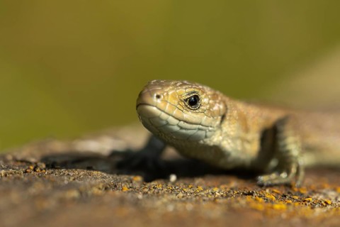 Common lizard (Zootoca vivipara) adult reptile animal head portrait, England, United Kingdom,