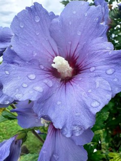 Althaea officinalis, rose mallow, shrub mallow, garden mallow, Syrian mallow, Sharon rose, festival