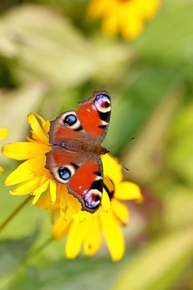 A peacock butterfly (Inachis io) on a yellow coneflower (Echinacea paradoxa), close-up, macro shot,