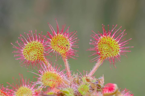 Common sundew (Drosera rotundifolia), close-up, several plants fully spread out and ready to catch