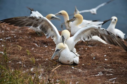 Gannets (Morus bassanus) mating on Heligoland, Schleswig-Holstein, Germany, Europe