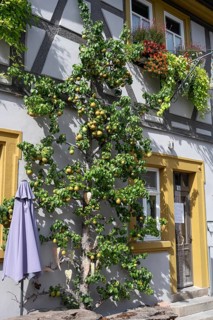 Ripe fruit on a trellis pear (Pyrus) on a residential building, Iphofen, Lower Franconia, Bavaria,