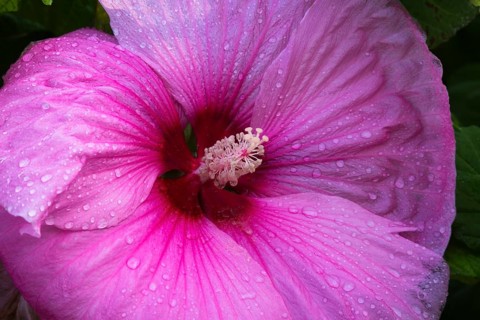 Close-up of stigmas and stamens on pink Hibiscus, Common Rose Mallow flower with raindrops in