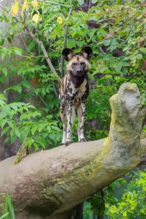 An African Wild Dog, Lycaon pictus, stands in front of some green vegetation on a thick branch of a