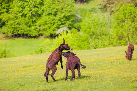 Two mixed breed donkey stallions fight