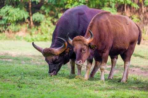 A male and a female Gaur (Bos gaurus gaurus) stand side by side on a green meadow, eating grass