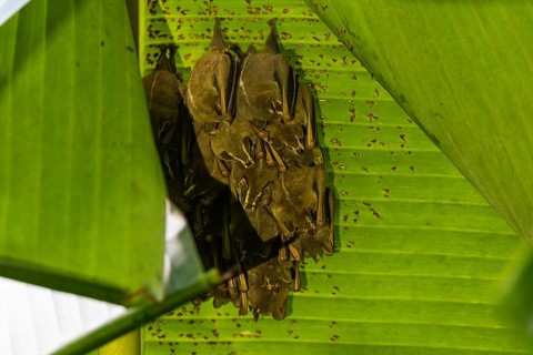 Pallas's flower bat, or shrew long-tongued bat (Glossophaga soricina) Bats (Microchiroptera),
