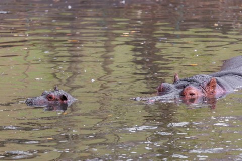 A baby hippopotamus (Hippopotamus amphibius) and its mother swimming in a river