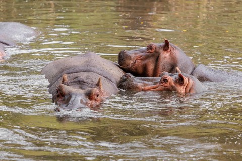 A group of hippos (Hippopotamus amphibius) swimming in a river
