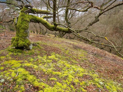 Beech Tree (Fagus sylvatica), an old gnarled tree, covered in moss, in Kellerwald national park, in