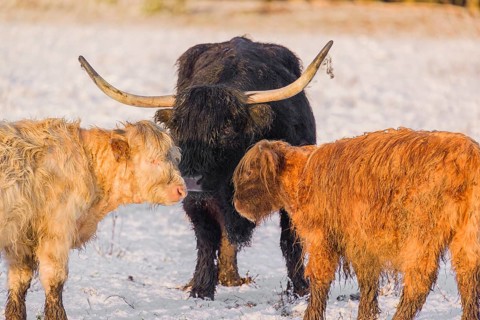 Two highland calves and a cow (Bos primigenius taurus) standing head to head in a snow-covered