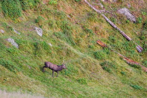A male Japanese sika deer (Cervus nippon nippon) runs across a meadow down a steep slope