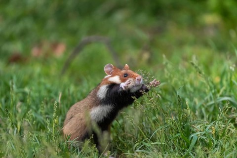 One European hamster (Cricetus cricetus), Eurasian hamster, black-bellied hamster or common