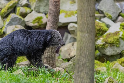 One binturong (Arctictis binturong), or bearcat walking over green grass with rocks in the