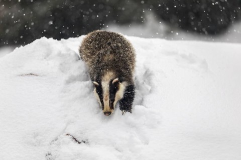 One young European badger (Meles meles) walking through deep snow during snow fall