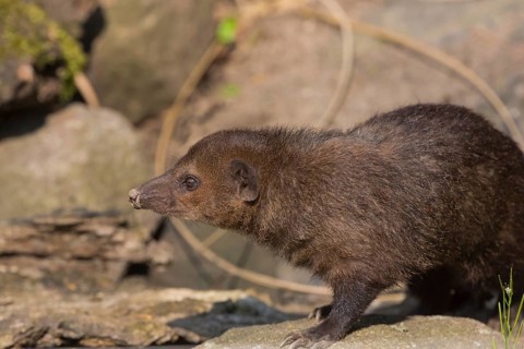 One common kusimanse (Crossarchus obscurus), also known as the long-nosed kusimanse, cusimanse or