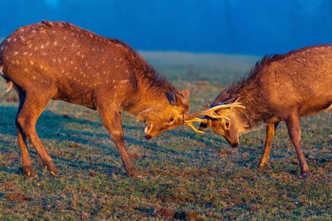 Two Dibowsky stags fighting on a meadow at sunrise, Cervus nippon hortulorum