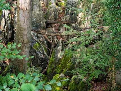 Dense vegetation between rocks in the Felsenmeer nature reserve, near Hemer in the Sauerland region