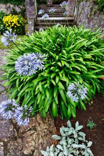 Blue lily (Agapanthus), love flower, potted plant, Muckross House & Gardens, Killarney National