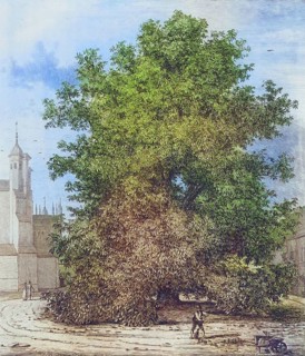 Famous old trees, The Horse Chestnut in Burleigh, England, Historical, digitally restored