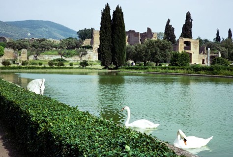 Swans on lake at Hadrian's Villa, Tivoli, Rome, Italy 1974