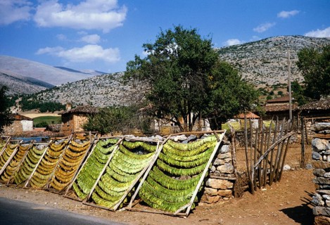 Tobacco leaves drying on racks in a rural area, Northern Greece 1964