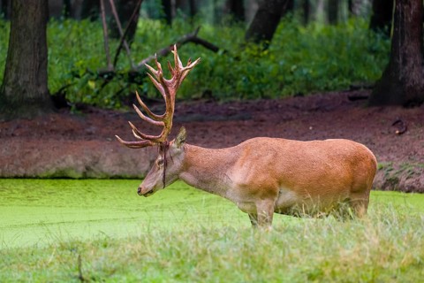 A red deer stag (Cervus elaphus) stands in a pond covered with duckweed
