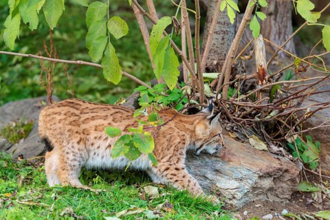 A young Eurasian lynx (Lynx lynx) leaving the undergrowth, stalking something