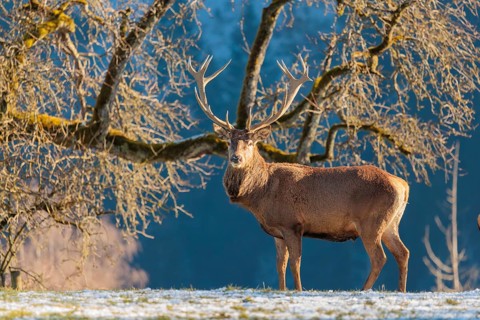 A red deer stag (Cervus elaphus) stands in the first light of day on a meadow covered in hoar frost