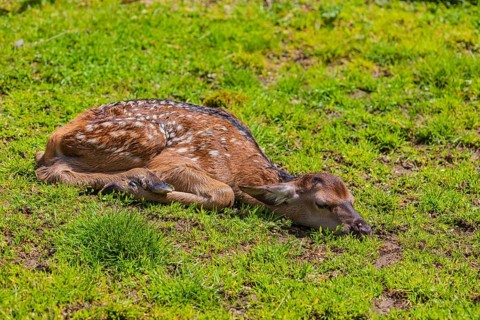 One red deer fawn (Cervus elaphus) lying flat on a meadow to hide from enemies